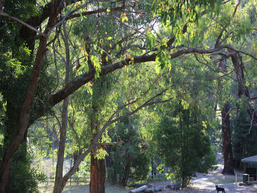 Edward Hunter Heritage Bush Reserve