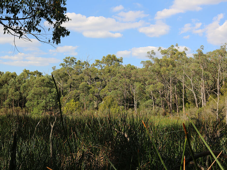 Edward Hunter Heritage Bush Reserve