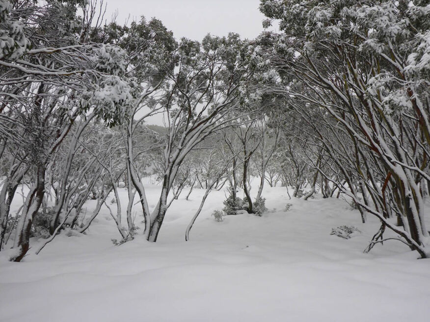 Mount St Gwinear cross country skiing and toboganing