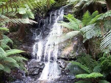 Tarra Bulga National Park